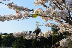 Sakura, kersenblaadjes rondom het meer